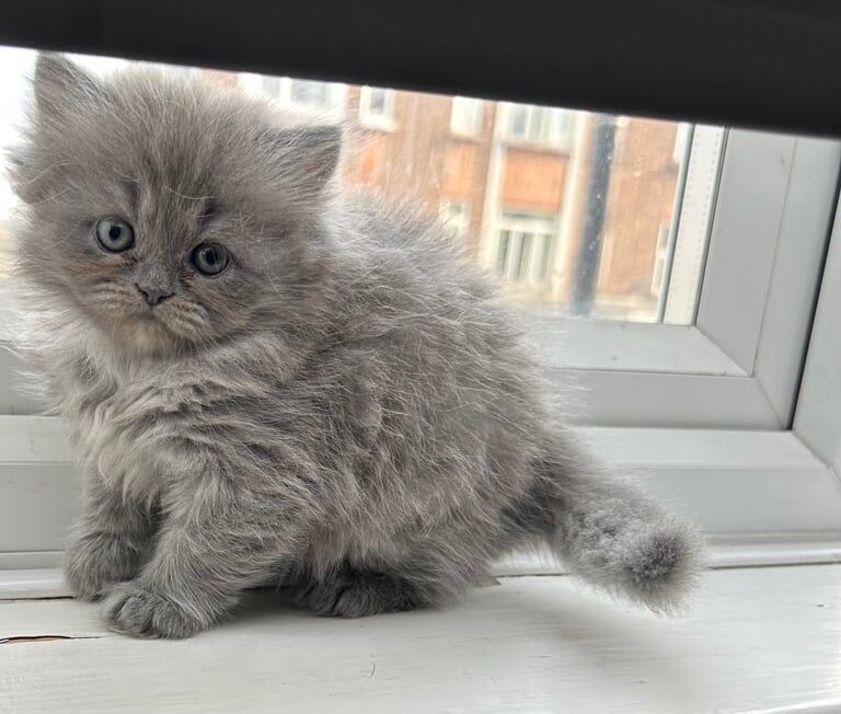 Persian kittens for sale in Woodford, Greater London – 9 weeks old