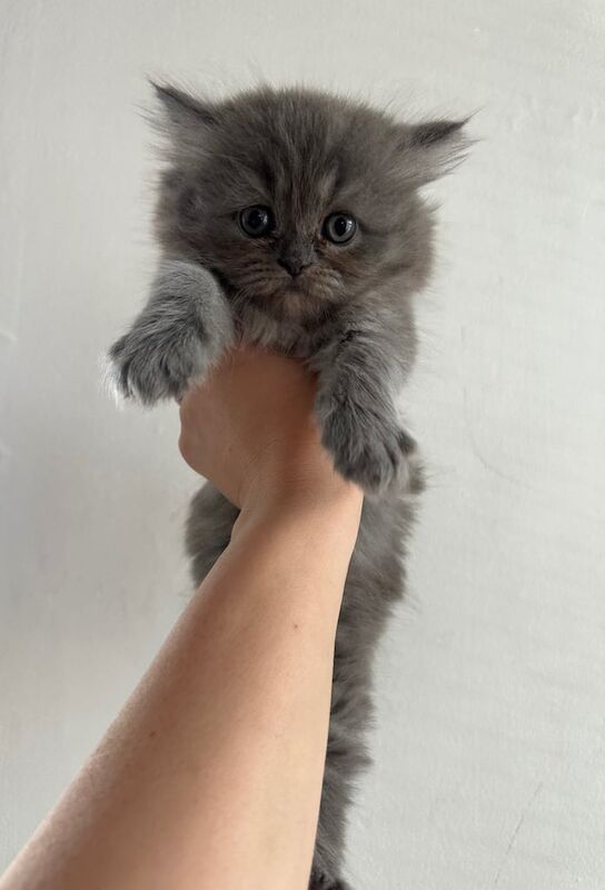 Persian kittens for sale in Woodford, Greater London – 9 weeks old - Image 2 of 3