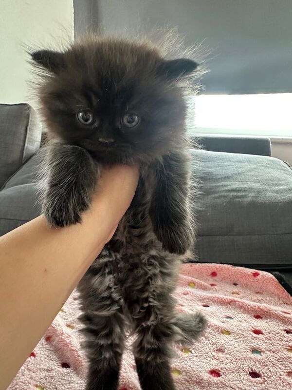 Persian kittens for sale in Woodford, Greater London – 9 weeks old - Image 3 of 3