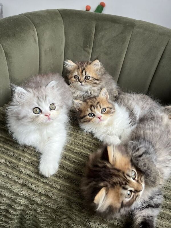 Persian kittens for sale in Swindon, Wiltshire – 9 weeks old