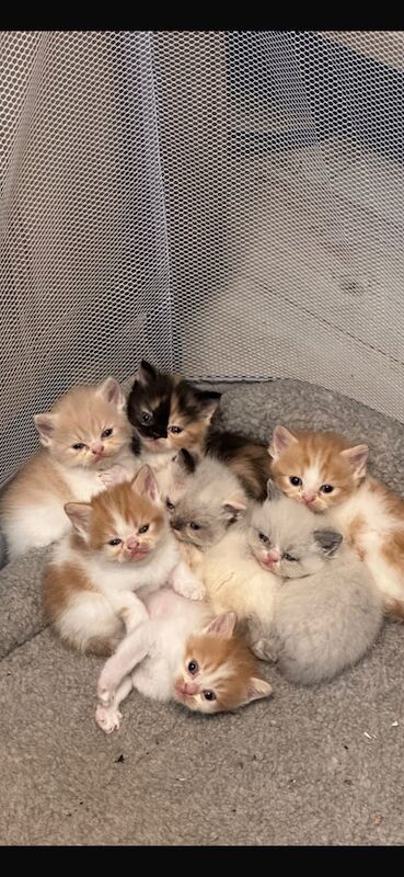 Persian kittens for sale in North West London, London – 11 weeks old
