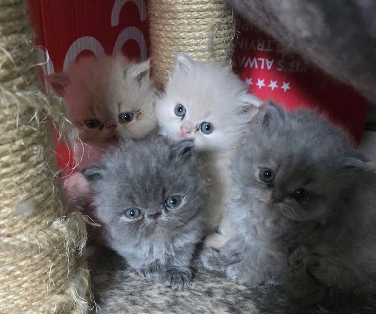 Persian kittens for sale in Beeston, Nottinghamshire – 11 weeks old