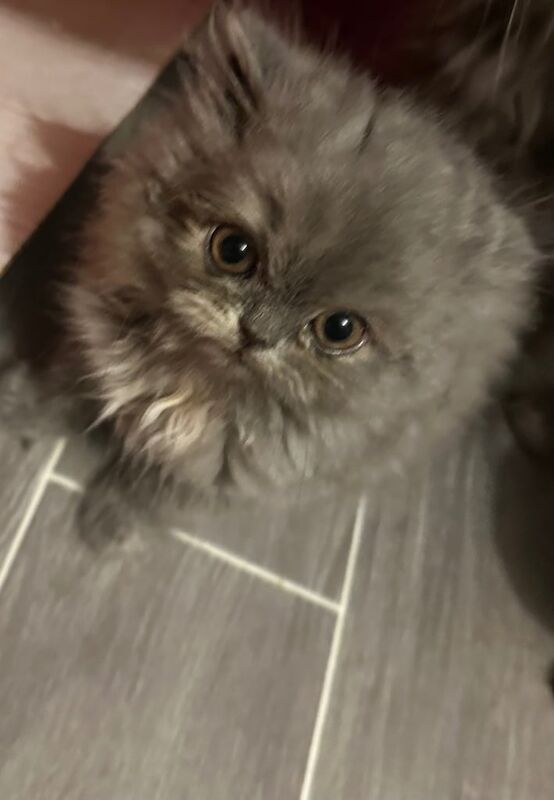 Persian kittens for sale in Beeston, Nottinghamshire – 11 weeks old - Image 2 of 3