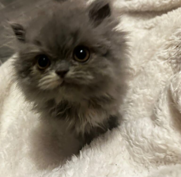 Persian kittens for sale in Beeston, Nottinghamshire – 11 weeks old - Image 3 of 3