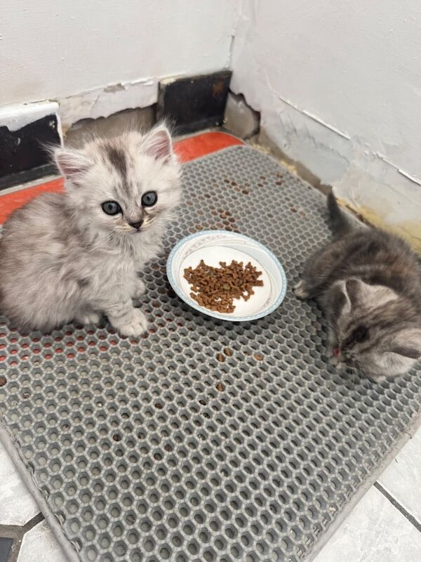 Persian kittens for sale in South Shields, Tyne and Wear – 8 weeks old