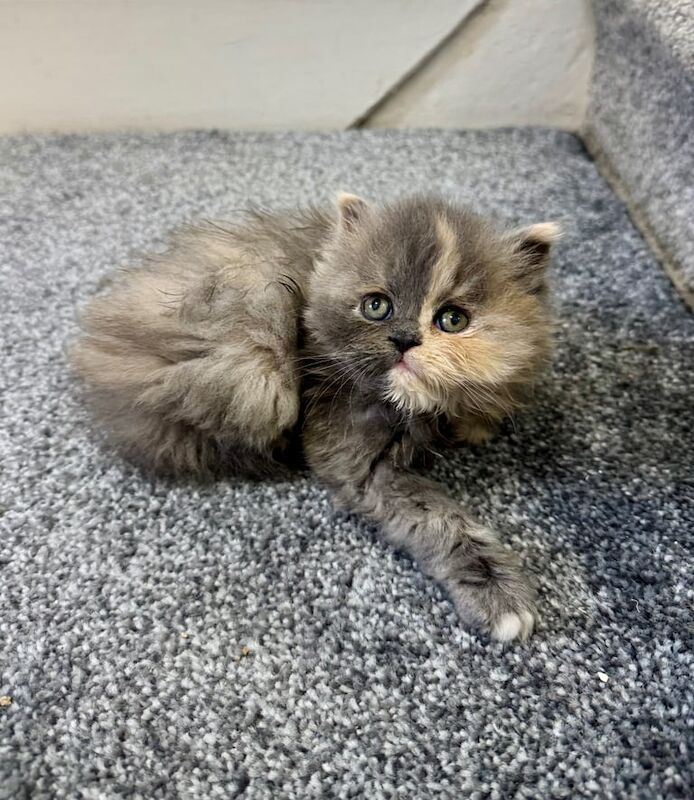 Persian kittens for sale in Harrow, Greater London – 8 weeks old