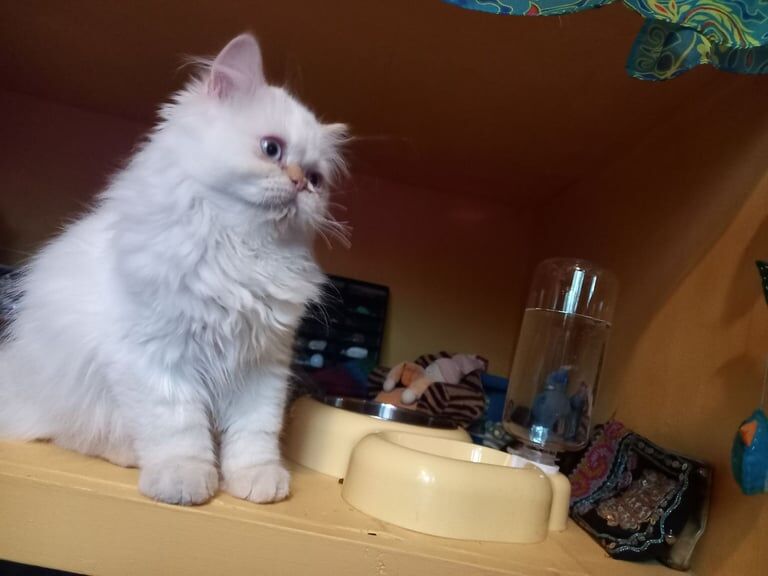 Persian kittens for sale in Ringmer, East Sussex – 3 months old