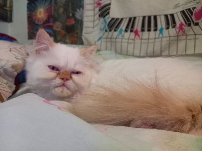 Persian kittens for sale in Ringmer, East Sussex – 3 months old - Image 2 of 3