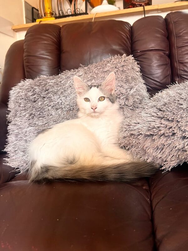 Persian kittens for sale in Redbridge, Greater London – 3 months old