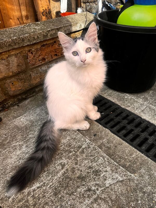 Persian kittens for sale in Redbridge, Greater London – 3 months old - Image 2 of 3