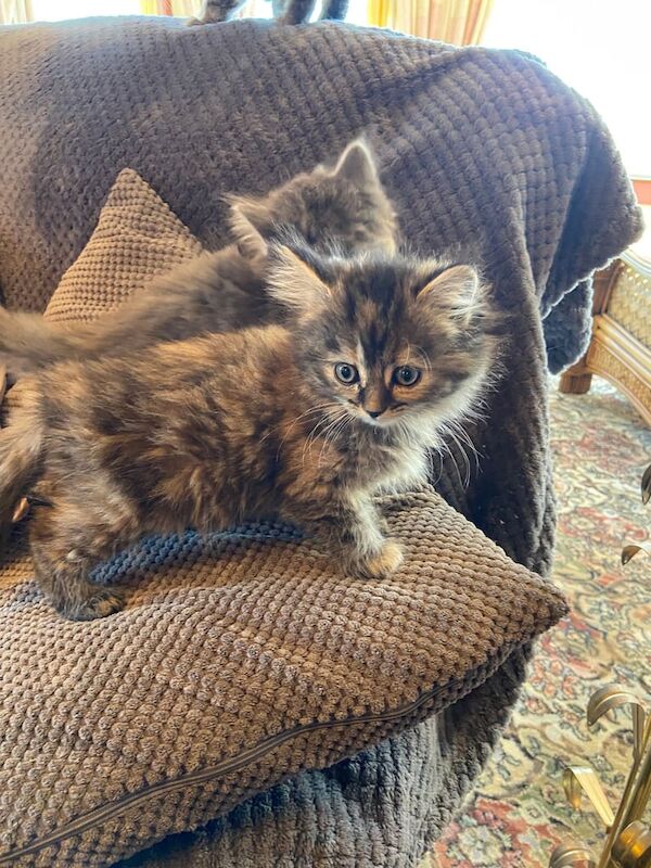 Persian mix longhaired female kitten for sale in Downpatrick, County Down