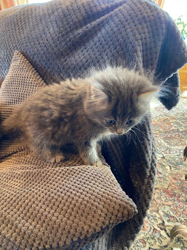 Persian mix longhaired female kitten for sale in Downpatrick, County Down | Image 2