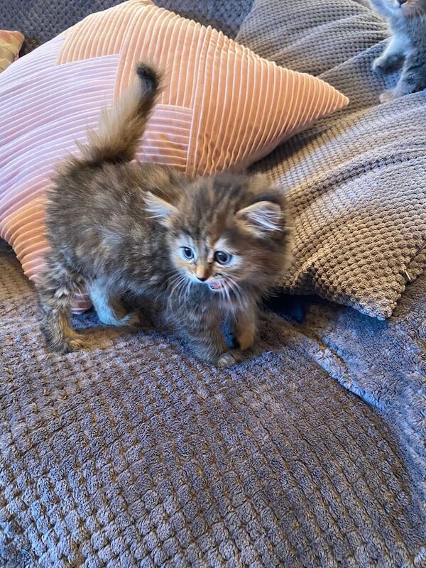 Persian mix longhaired female kitten for sale in Downpatrick, County Down | Image 3
