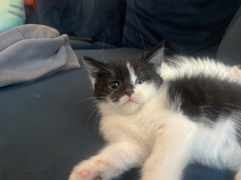 Persian mixed kitten pairs ready now for forever home for sale in Stretford, Greater Manchester
