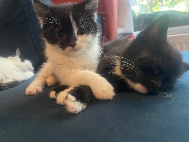 Persian mixed kitten pairs ready now for forever home for sale in Stretford, Greater Manchester | Image 2