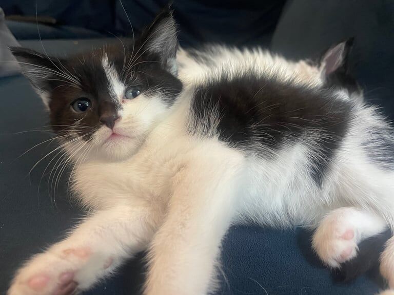 Persian mixed kitten pairs ready now for forever home for sale in Stretford, Greater Manchester | Image 3