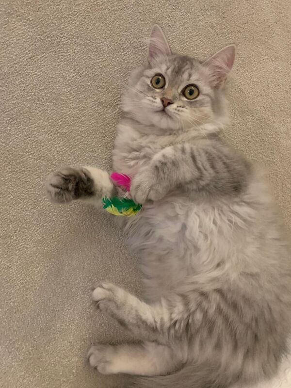 Persian kittens for sale in Leicester, Leicestershire – 4 months old