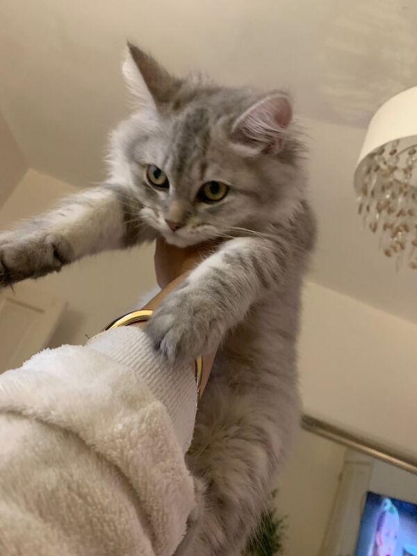 Persian kittens for sale in Leicester, Leicestershire – 4 months old - Image 2 of 4