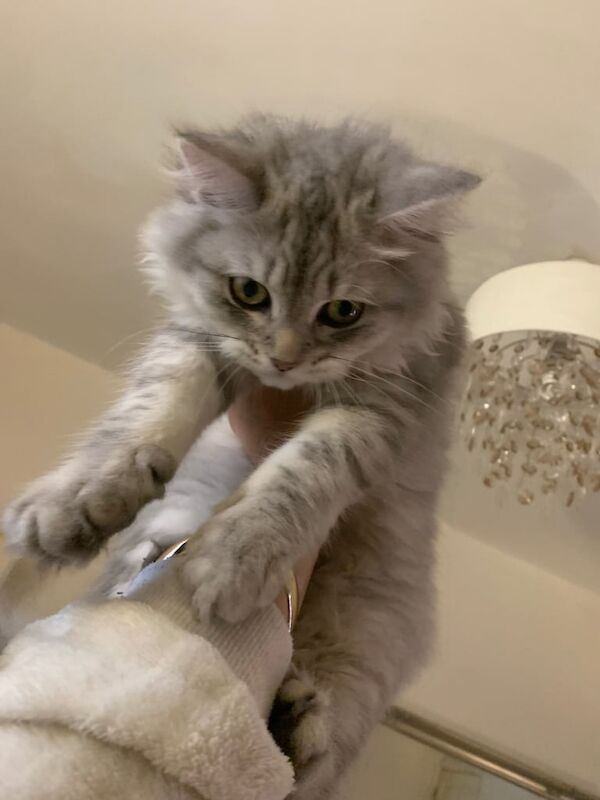 Persian kittens for sale in Leicester, Leicestershire – 4 months old - Image 3 of 4