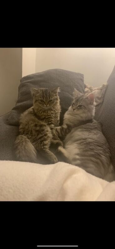 Persian kittens for sale in Leicester, Leicestershire – 4 months old - Image 4 of 4