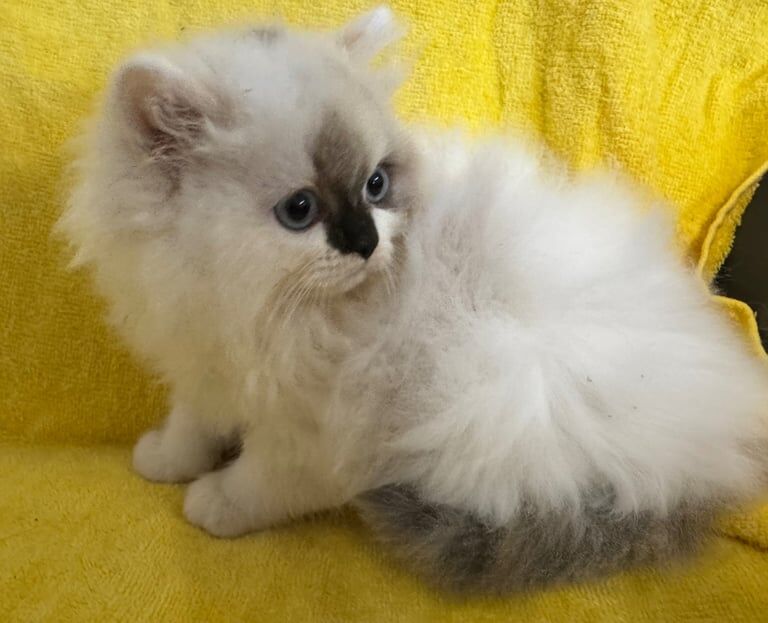 Persian / Ragdoll Kittens for sale in Downpatrick, County Down