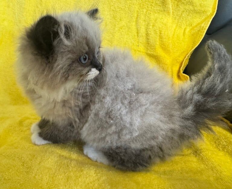 Persian / Ragdoll Kittens for sale in Downpatrick, County Down | Image 2