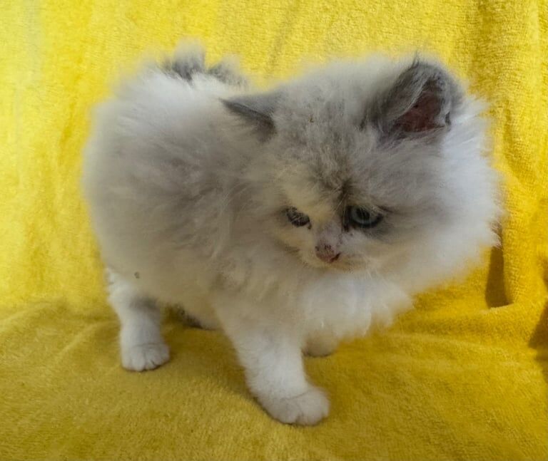 Persian / Ragdoll Kittens for sale in Downpatrick, County Down | Image 3