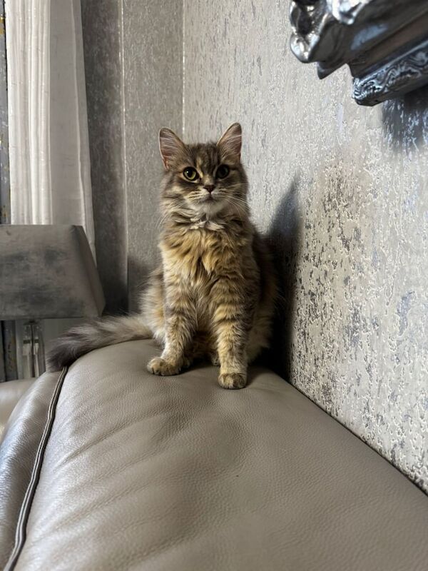 Persian kittens for sale in Lewisham, Greater London – 1 year old