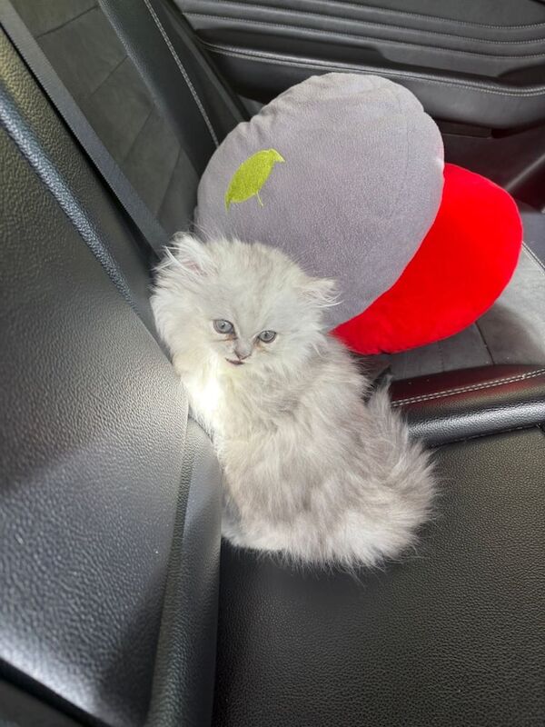 Persian kittens for sale in London – 9 weeks old