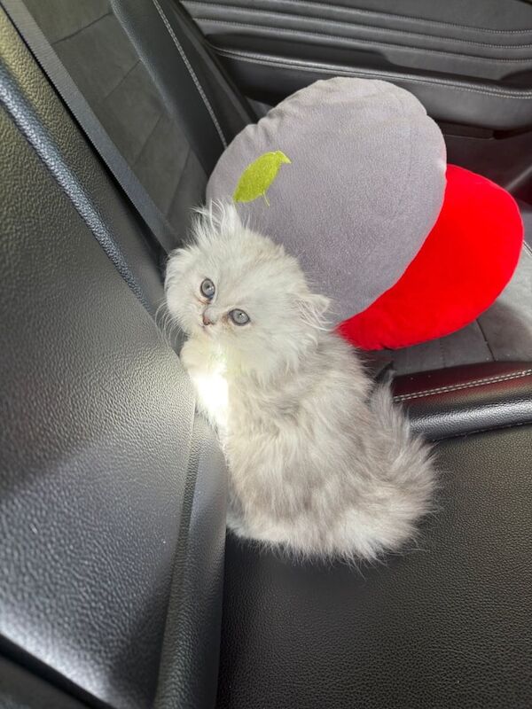 Persian kittens for sale in London – 9 weeks old - Image 2 of 3