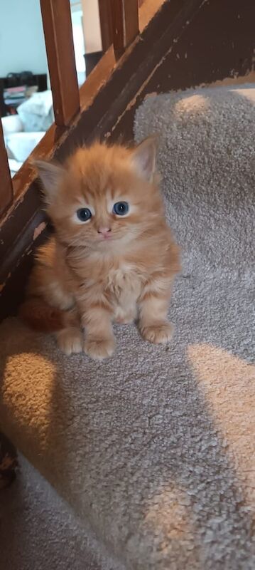 Persian kittens for sale in Robertsbridge, East Sussex β 7 weeks old