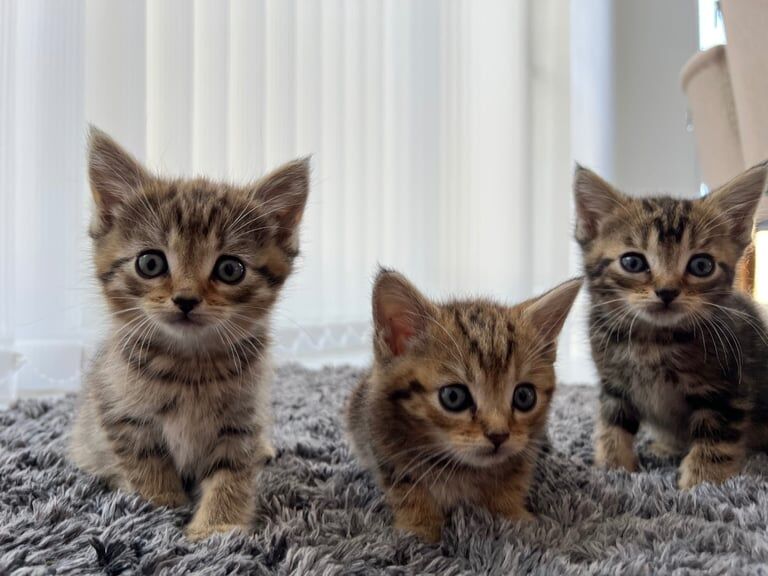 Persian kittens for sale in Cricklade, Wiltshire – 8 weeks old