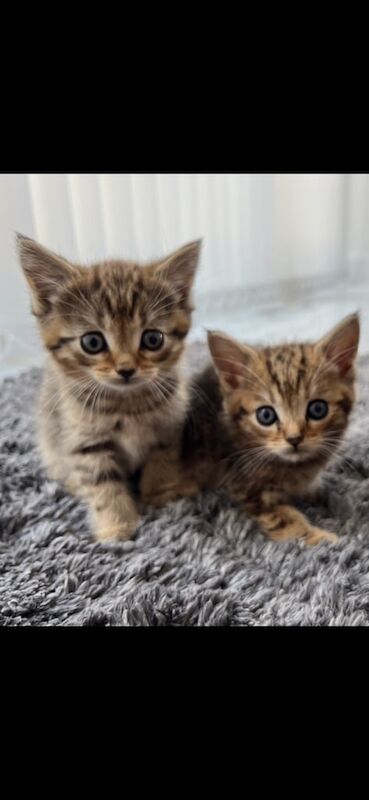Persian kittens for sale in Cricklade, Wiltshire – 8 weeks old - Image 2 of 3