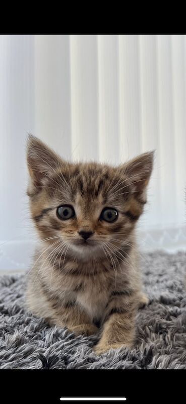 Persian kittens for sale in Cricklade, Wiltshire – 8 weeks old - Image 3 of 3