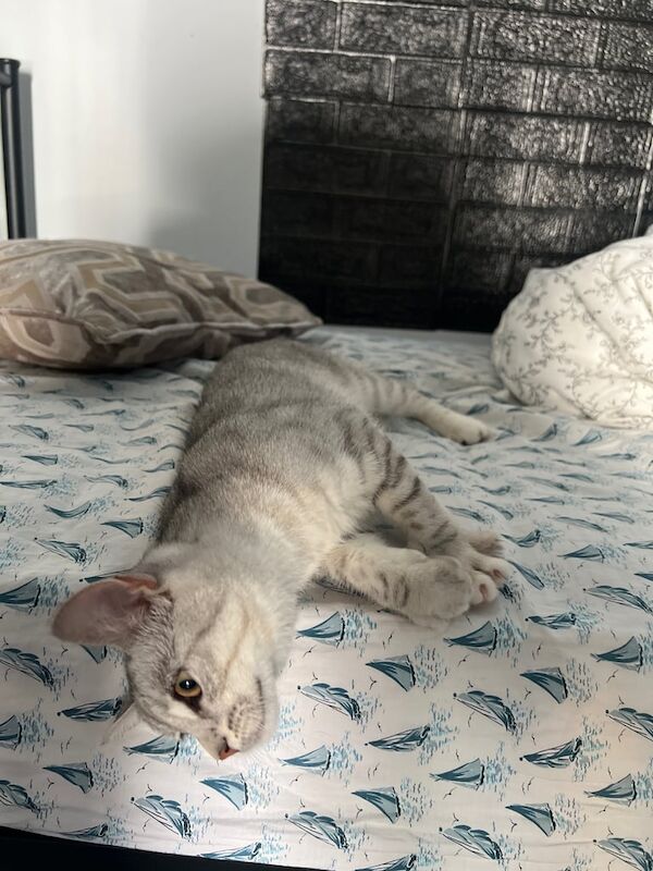 Persian kittens for sale in Romford, Greater London – 4 months old - Image 3 of 3