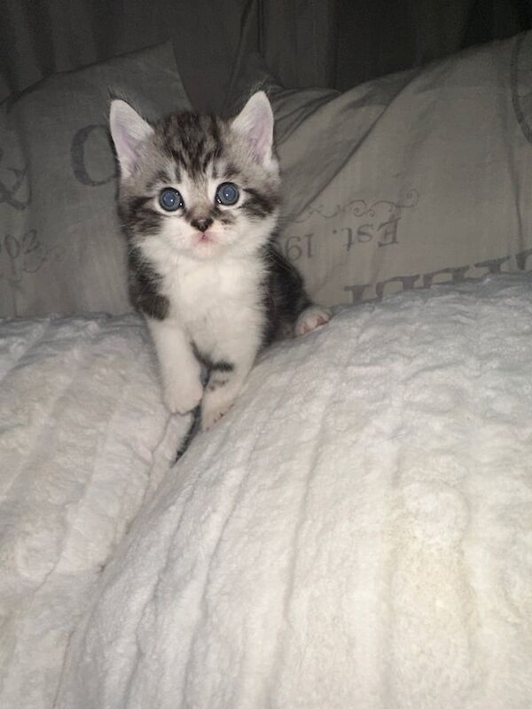 Persian kittens for sale in Surrey Quays, Greater London – 8 weeks old