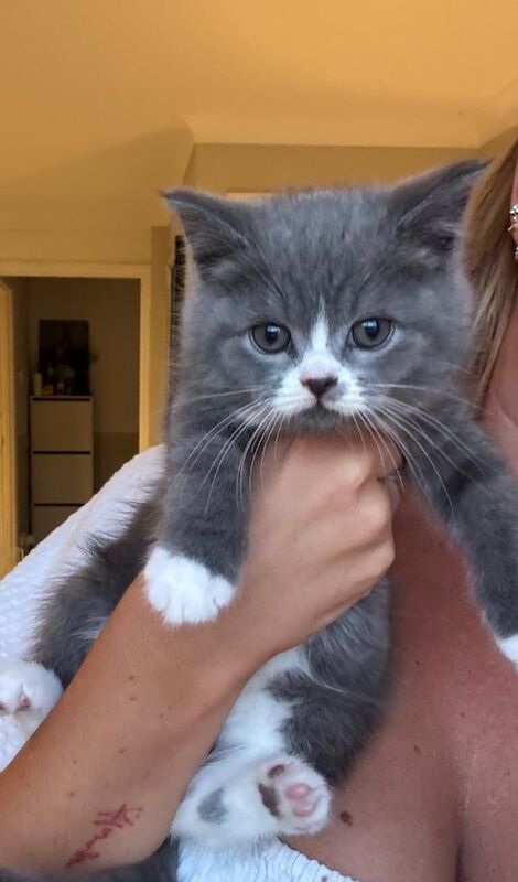 Persian kittens for sale in Minster, Kent – 9 weeks old