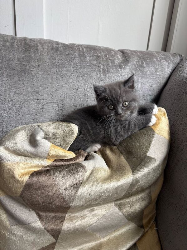 Persian kittens for sale in Minster, Kent – 9 weeks old - Image 2 of 3