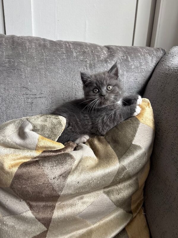 Persian kittens for sale in Minster, Kent – 9 weeks old - Image 3 of 3