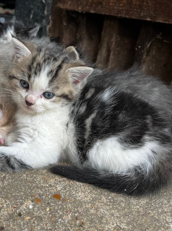 Persian kittens for sale in Swanley, Kent – 7 weeks old