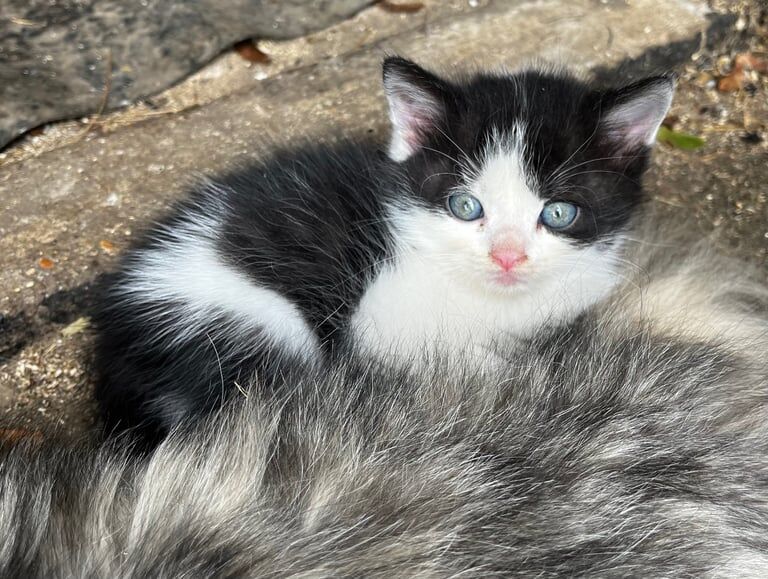 Persian kittens for sale in Swanley, Kent – 7 weeks old - Image 2 of 3