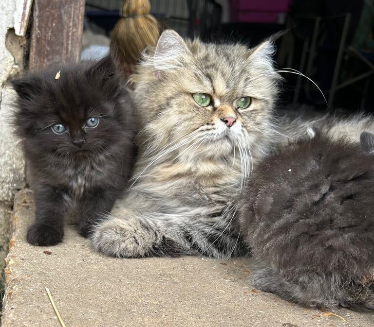 Persian kittens for sale in Swanley, Kent – 7 weeks old - Image 3 of 3