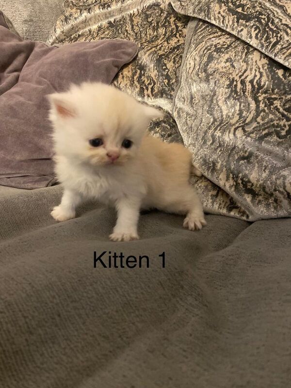 Persian kittens for sale in Cricklewood, Greater London – 5 weeks old