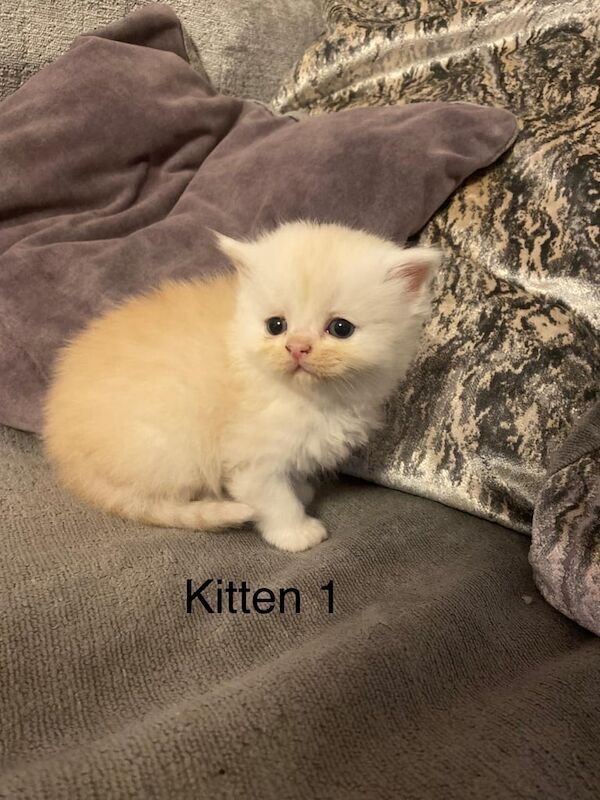 Persian kittens for sale in Cricklewood, Greater London – 5 weeks old - Image 2 of 3