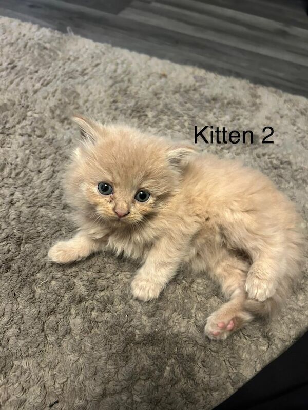 Persian kittens for sale in Cricklewood, Greater London – 5 weeks old - Image 3 of 3