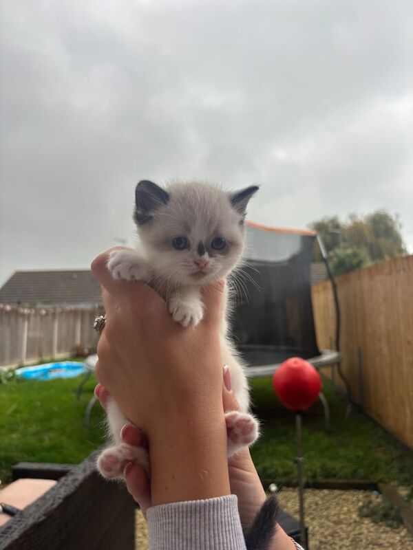 Persian kittens for sale in Minster, Kent – 6 weeks old