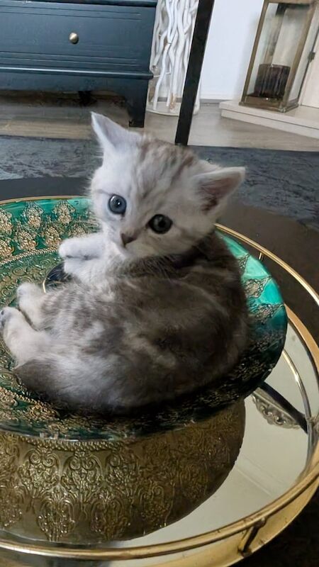 Persian kittens for sale in Sunderland, Tyne and Wear β 6 weeks old