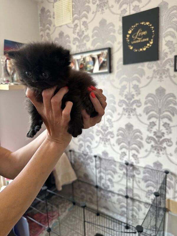 Persian kittens for sale in Hemel Hempstead, Hertfordshire – 5 weeks old