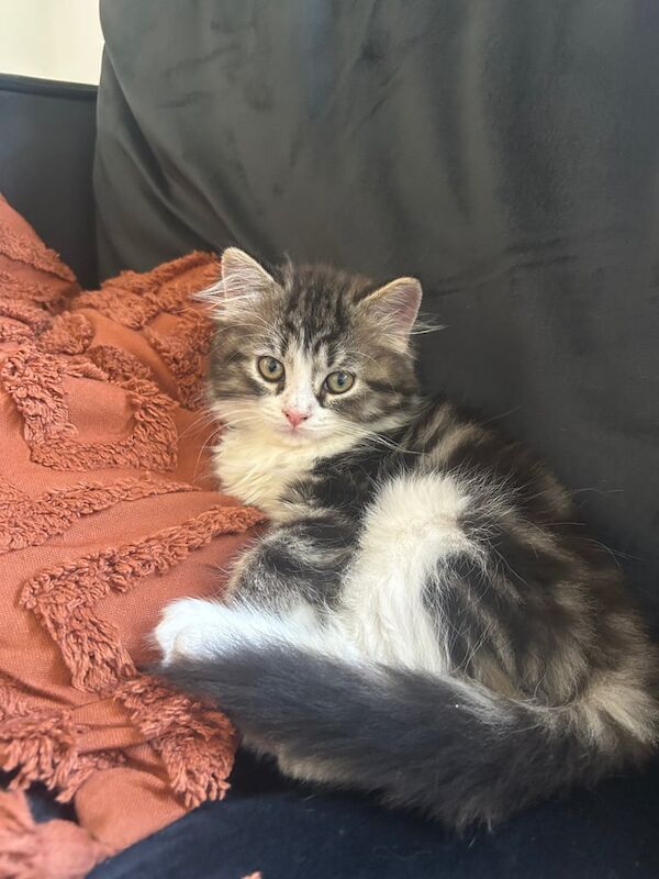 Persian Kittens For Sale