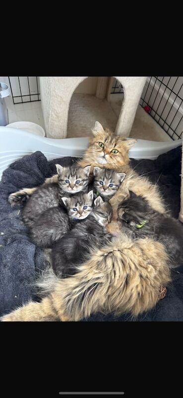 Persian kittens for sale in Penarth, South Glamorgan – 4 weeks old